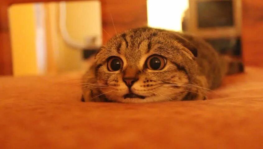 Пов кот. Испуганный кот. кот gif. котик готовится к прыжку. котенок испугался.