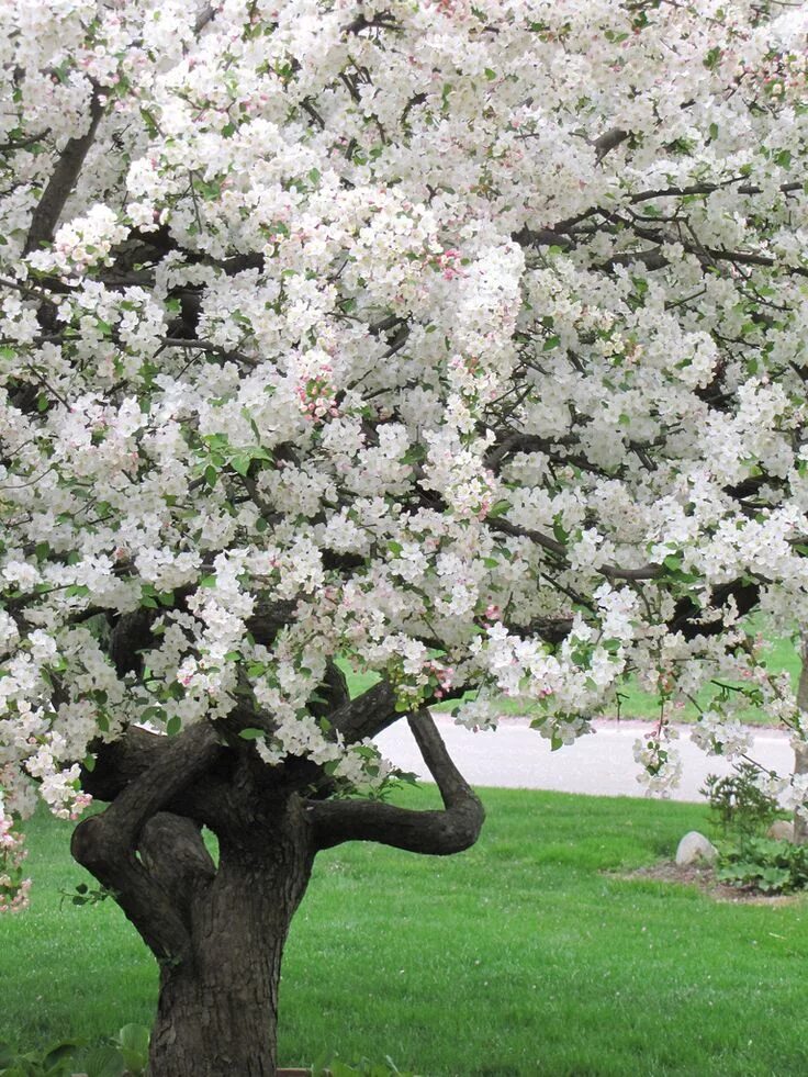 Fleur blossom. Цветущие деревья. Цветущие яблони. Яблони в цвету. Цветущие плодовые деревья.