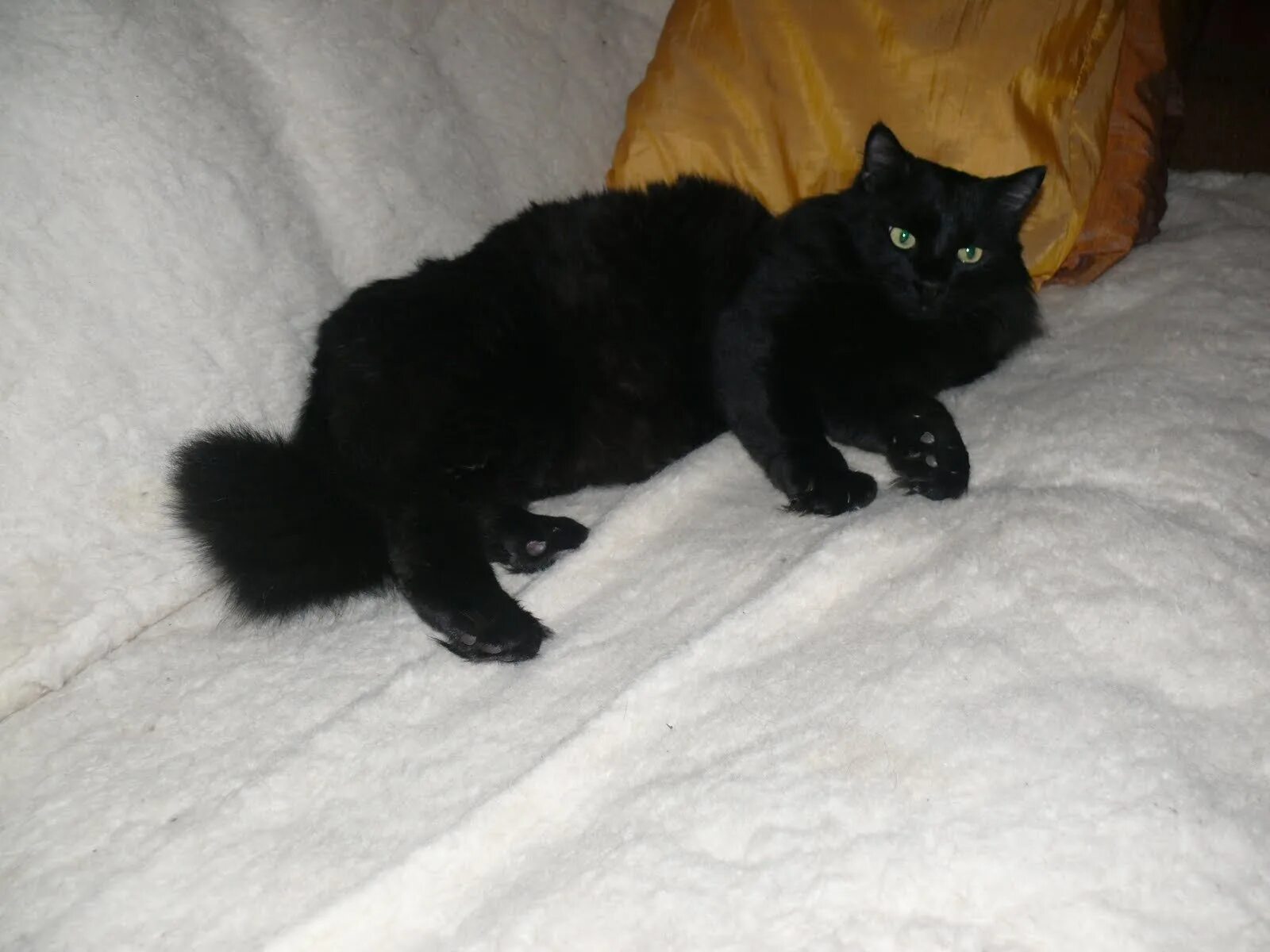 Черная ангора. Турецкая ангора черная. Турецкая ангорская кошка черная. Кот ангора черный. Турецкая ангора котята черные.