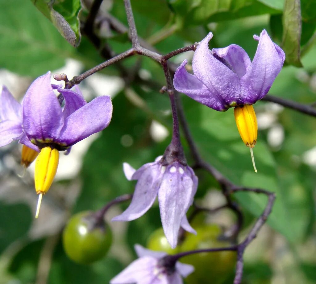 Пасленовые (Solanaceae. Паслен дурман. Паслен Вьюн. Фиолетовый паслен. Покрытосеменные пасленовые двудольные паслен черный паслен