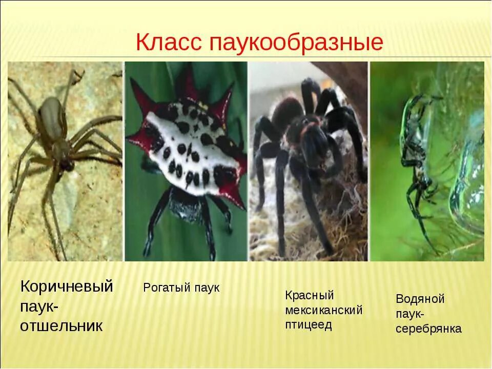 Какие паукообразные. Многообразие паукообразных. паукообразные названия. класс паукообразные. паукообразные представители.