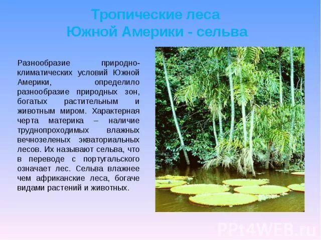 Богатейший видовой состав влажных экваториальных лесов объясняется