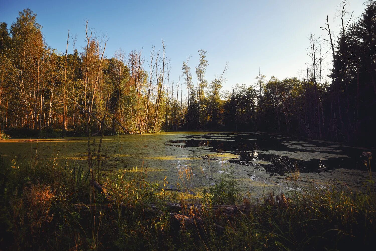 озеро смердячье шатурский район. болото отзывы. пинега лес болото мочажина. болото торфяное тверь. болото трясина топь.