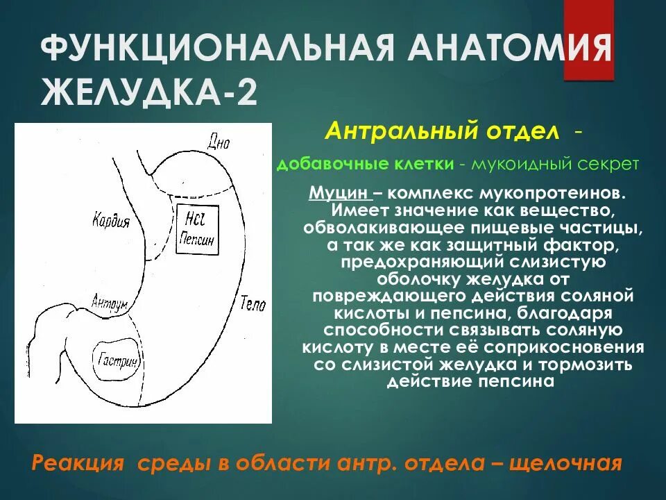 Лучевая диагностика заболеваний желудочно-кишечного тракта