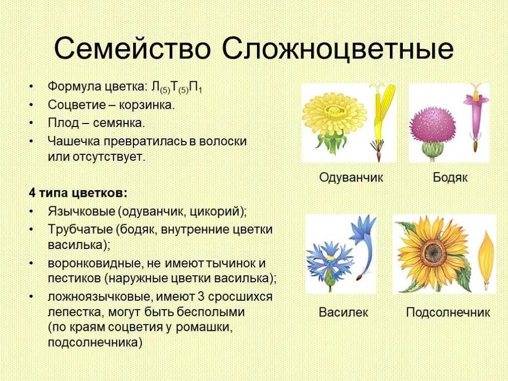 Формулу цветка ч5л5т5п1 имеют. Семейства покрытосеменных растений Сложноцветные. Семейство Сложноцветные общая характеристика. Характеристика семейства Сложноцветные. Сложноцветные растения формула цветка соцветие плод.