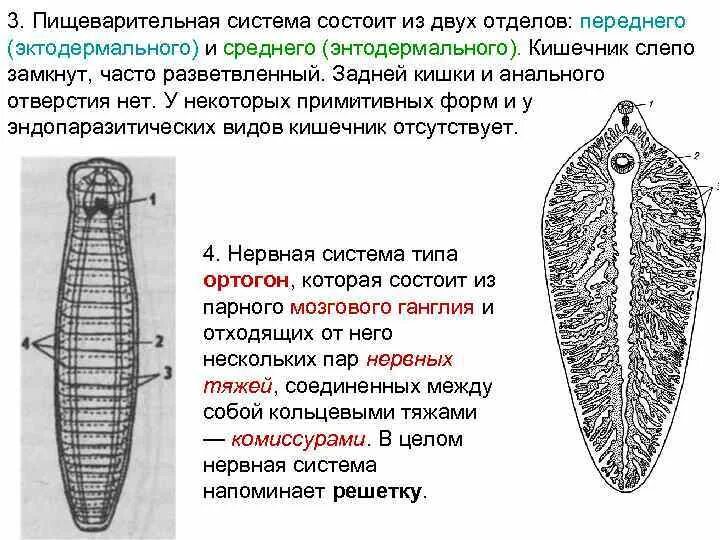 Сквозной кишечник у червей. Плоские черви слепозамкнутая пищеварительная система. Сквозная пищеварительная система у плоских червей. Пищеварительная система состоит из переднего и среднего отделов. Кишечник слепо замкнут.