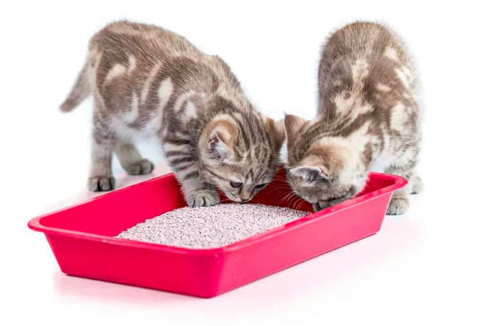 Можно ли кота приучить к лотку. Лоток для котят маленький. лоток для котят игрушки. приучение кошки к лотку. лоток для котят 2 месяца.