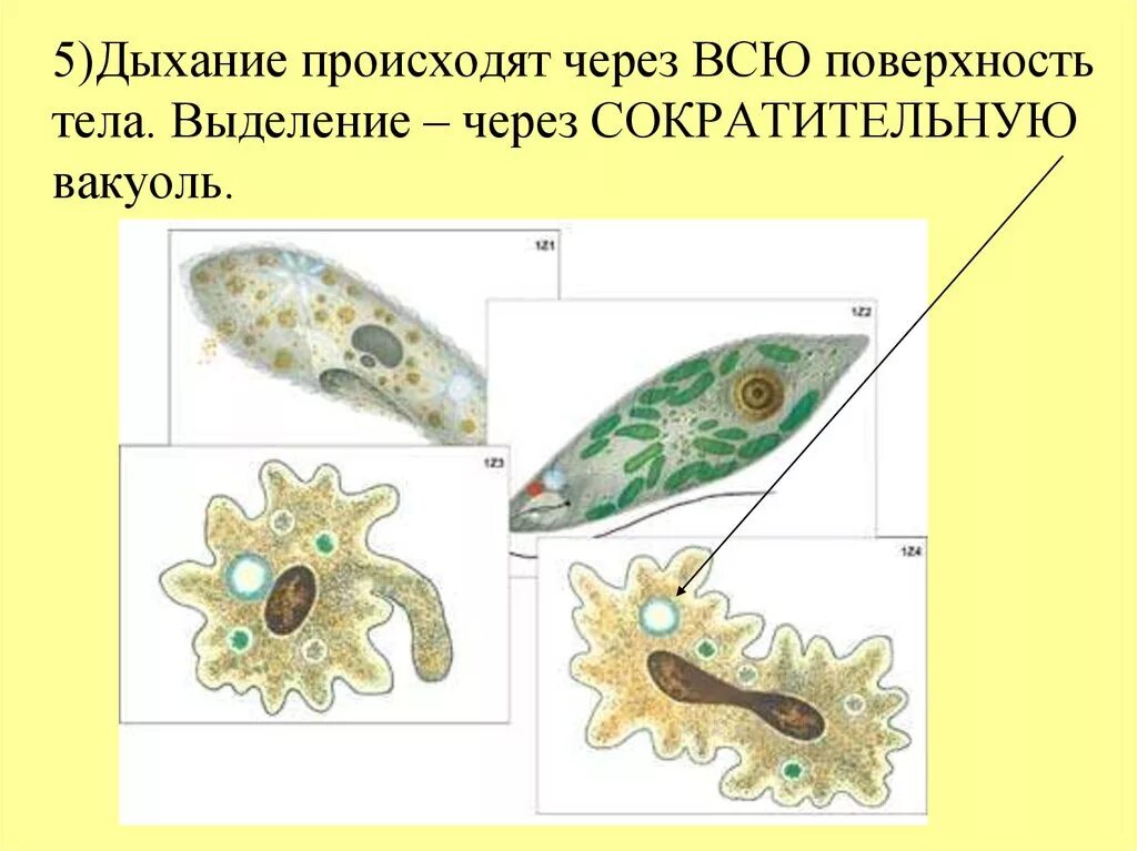Царство одноклеточных