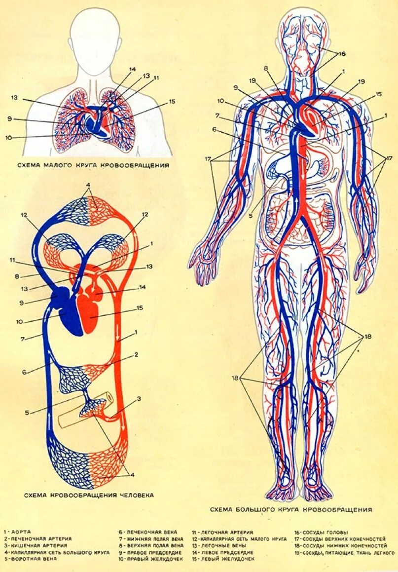 Артерии и вены тела. Анатомия человека кровеносная система человека. Венозная система и артериальная система. Система кровообращения человека схема. Кровеносная система человека схема движения крови.