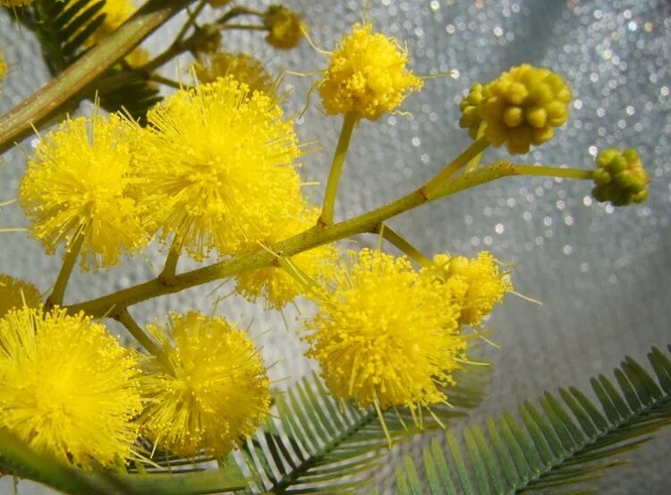 Мимоза живая купить. Мимоза Acacia dealbata. Акация серебристая Мимоза. Красная Мимоза( Акация). Мимоза цветок красный.