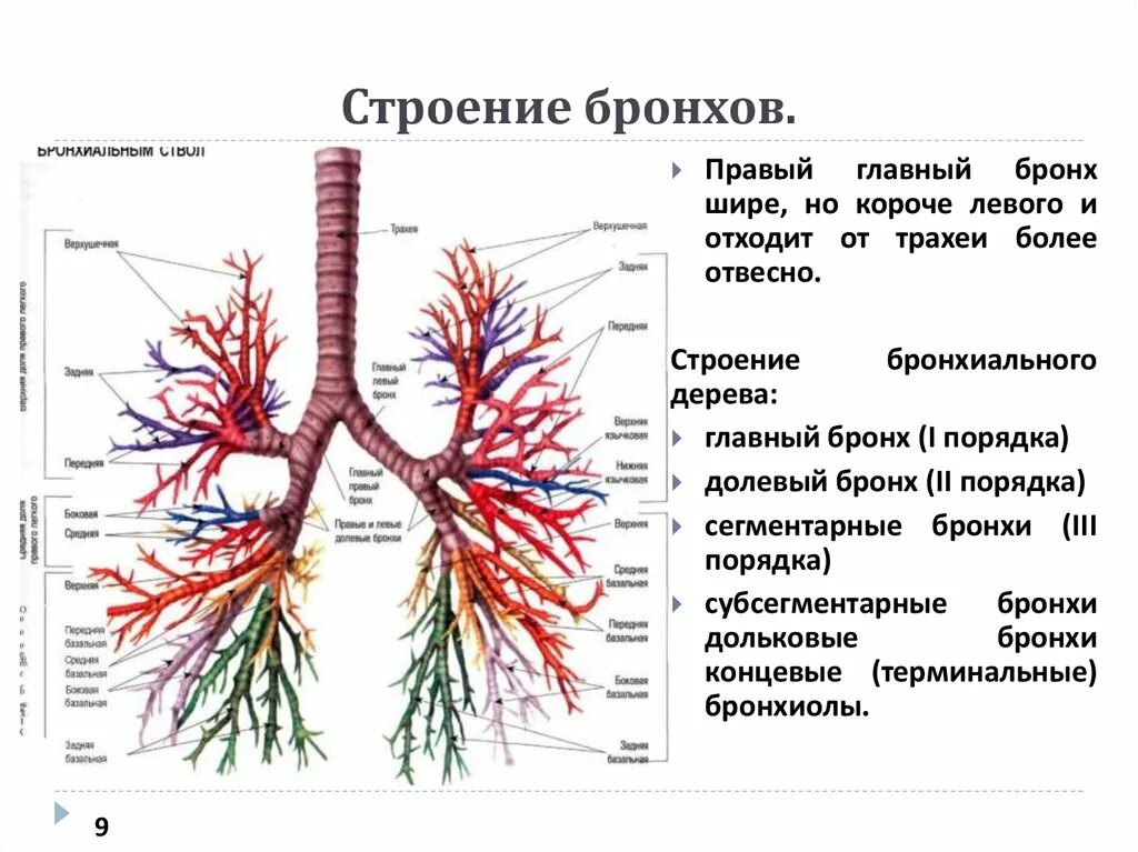 Бронхи на латыни. Послойное строение бронхов. Бронхи строение и функции. Строение ветвление бронхов. Бронхи и бронхиальное дерево.