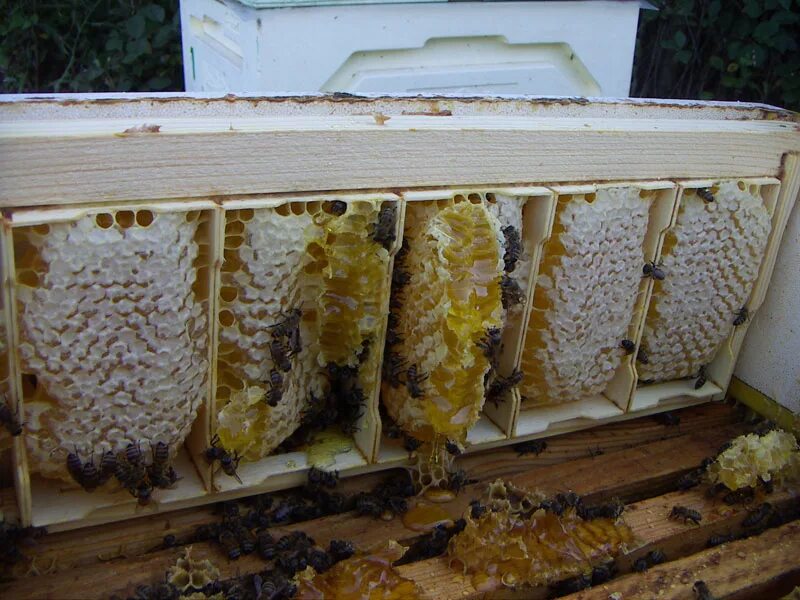 Купить пчелиные рамки. Пчелиная рамка. Улей соты. Улей для пчел. Рамки для пчел.