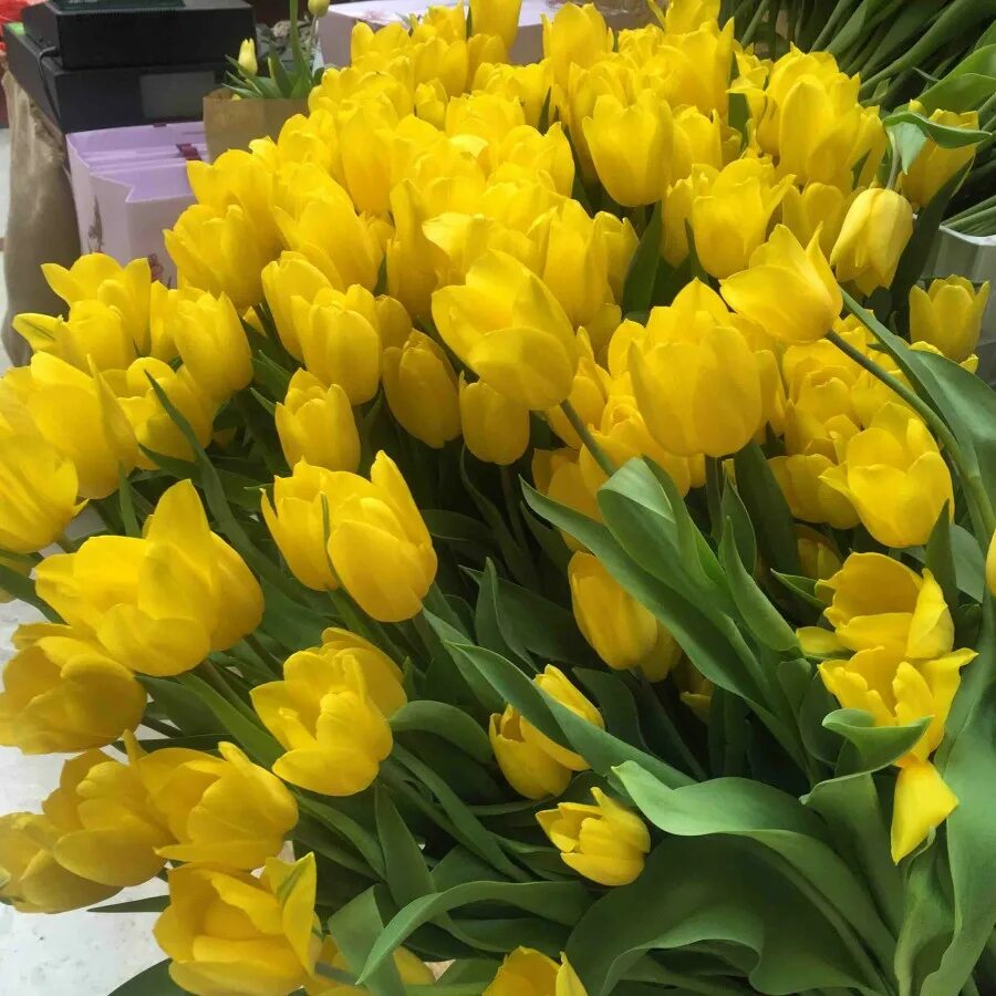 Почему желтые тюльпаны. Почему желтые тюльпаны. Букет желтых тюльпанов. Почему желтые тюльпаны. Крокус голден йеллоу.