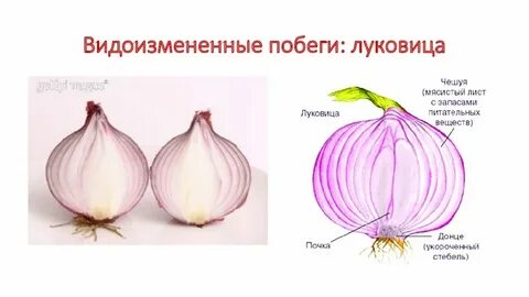 Видоизменения побегов корневище клубень луковица