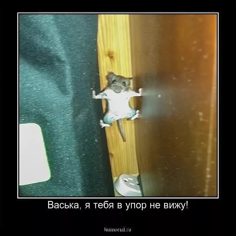 В упор не видим. В упор не вижу юмор. я в стопоре. волки позорные мышь.