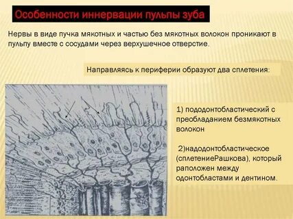 Волокна пульпы