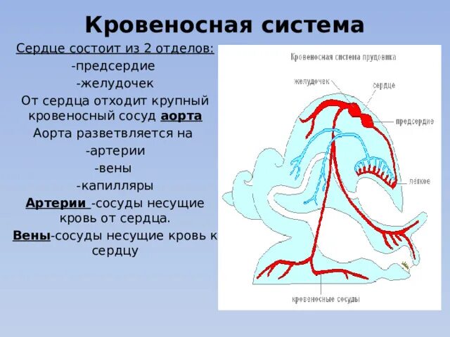 Какие сосуды отходят от сердца