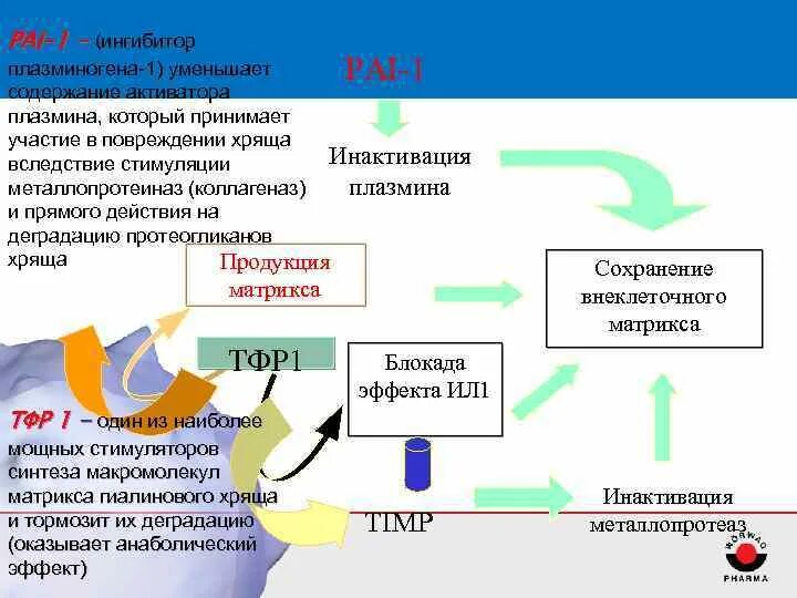 Гена pai 1. Ингибитор активатора плазминогена (pai-1: -675 5g>4g). Ингибитор активатора плазминогена-1. Мутация ингибитора активатора плазминогена. Ингибитор активатора плазминогена 1 типа.