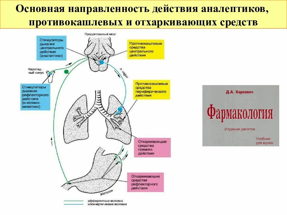 Рефлекторные отхаркивающие. Препараты рефлекторного действия отхаркивающие механизм. механизм действия рефлекторных отхаркивающих средств. механизм действия противокашлевых препаратов. схема действия отхаркивающих средств рефлекторного типа.
