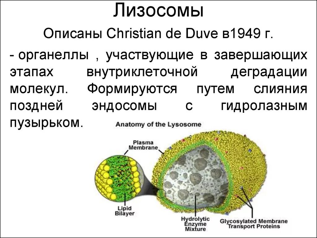 Строение мембраны лизосомы. Строение структура лизосомы. Десмосомы. Лизосомы эукариотической клетки. Реакции в лизосомах