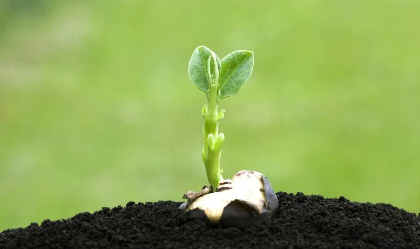 Ростки нового. Красивый росток. Сансевиерия плант. Plant wide. Сансевиерия винтергрин.