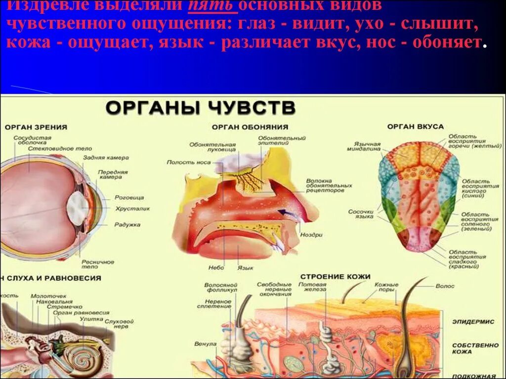 Органы равновесия вкуса и обоняния. Органы чувств и сенсорные системы. Сенсорная система анализатора человека строение. Сенсорная система человека органы и функции. Сенсорные органы чувств функции.