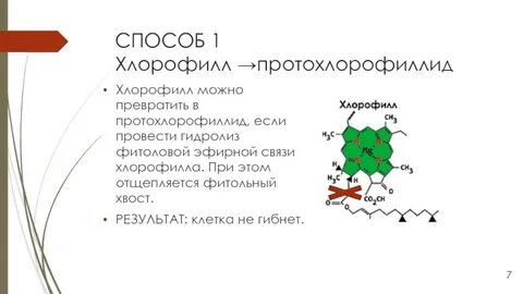 В каких клетках хлорофилл