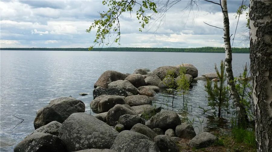 Батарея ярисевя. В черемухино научный центр. Секретный нии. Мыс черемухина. Мыс чалка ладожское озеро.