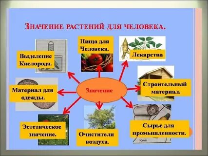 Использование растений в жизни человека