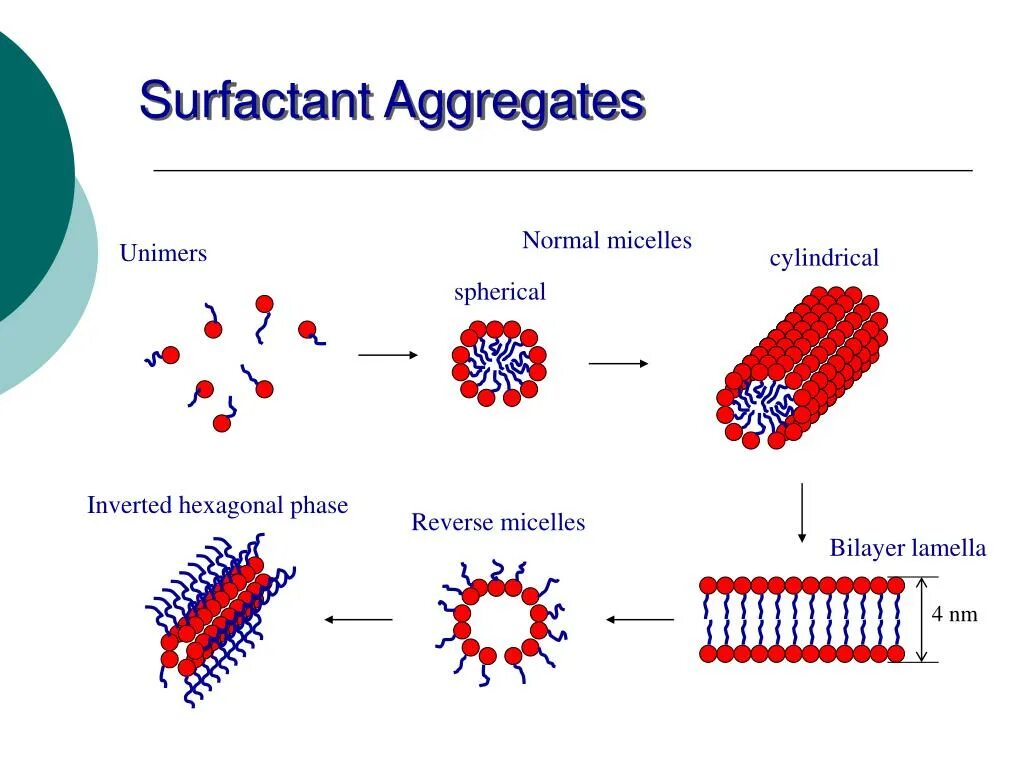 Сульфактант. Surfactant. Ксифомиелин ppt. Surfactants ppt. Micelle formation in surfactant solutions.