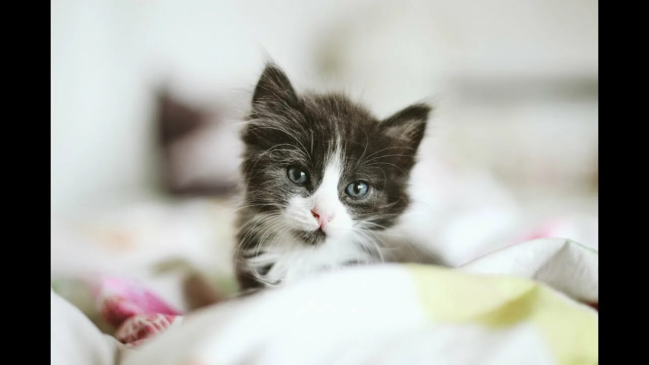 Котенок на ладони. Это маленькие кошечки. Милые котята. Милые котики. Маленькая кошечка.