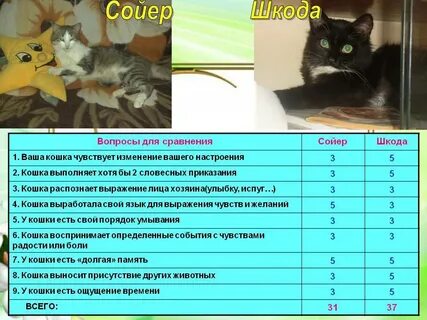 Сколько времени коты