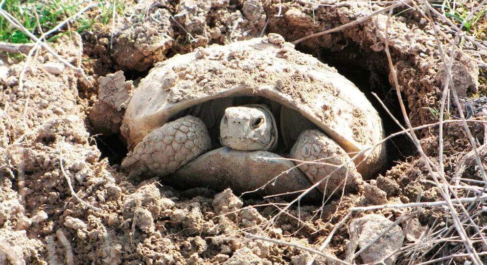 Спячка сухопутной черепахи. Среднеазиатская черепаха в спячке. Testudo horsfieldii. Сухопутная черепаха в норе. Среднеазиатская черепаха ареал обитания.