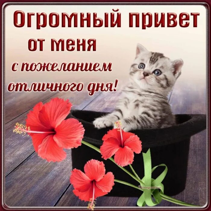 Картинка приветик желаю тебе отличного настроения - скачать бесплатно