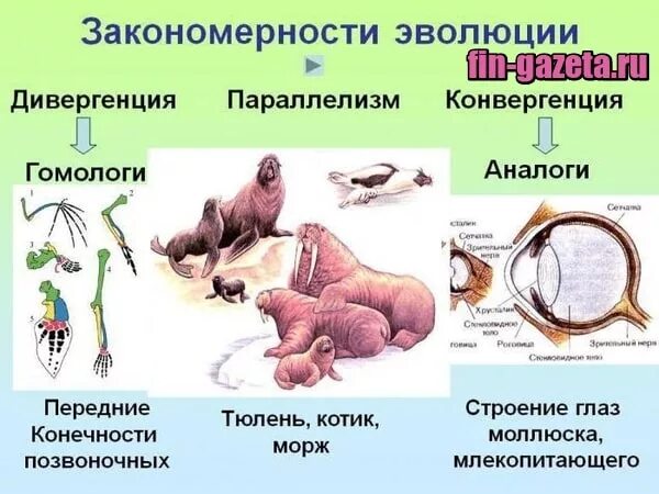 Основные закономерности эволюции биология 9. Конвергенция у животных. Дивергенция конвергенция параллелизм. Закономерности эволюции дивергенция. Конвергенция у млекопитающих.