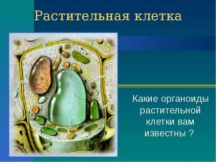 Какие органоиды отсутствуют в клетках высших растений