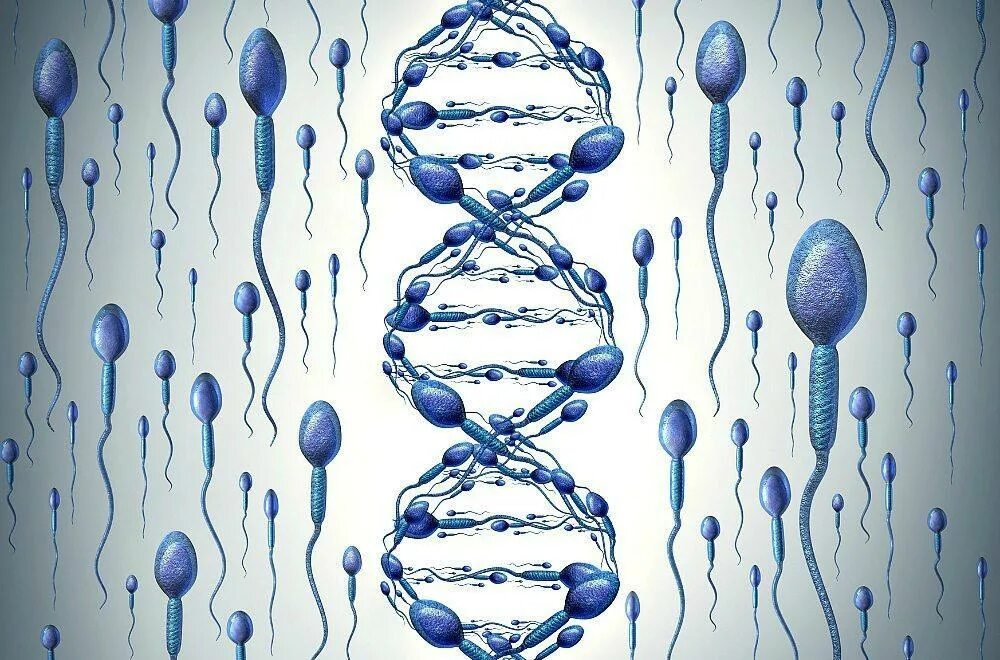Фрагментация днк методы. Фрагментация ДНК сперматозоидов. Спермограмма с ДНК фрагментацией. Тест на фрагментацию ДНК сперматозоидов. Сперматозоид картинка.