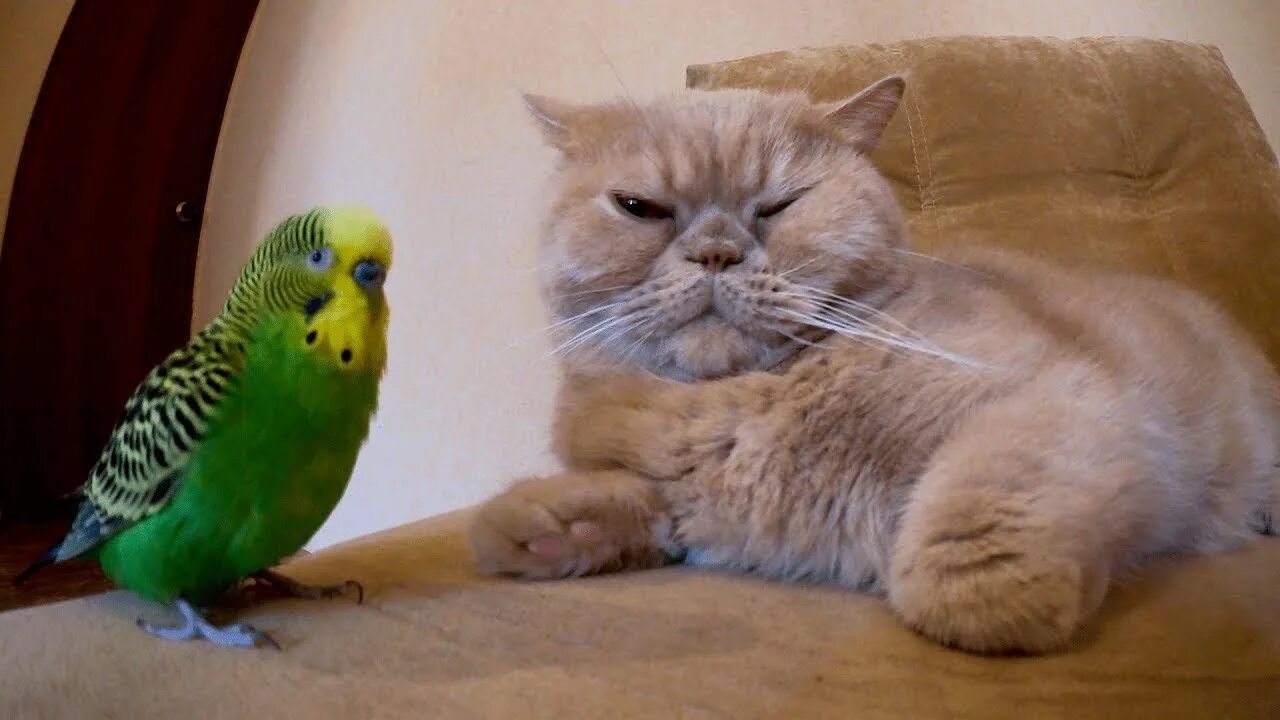 Кот и попугай смешное. Котята с попугайчиками. Кот и попугай. Кот с попугаем. Попугай и кот видео.