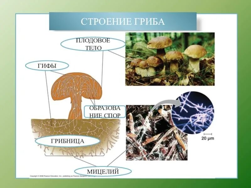 Чем отличается мицелий. Строение гриба мицелий мицелий. строение грибницы мицелия. мицелиум и плодовое тело. строение мицелия грибов.