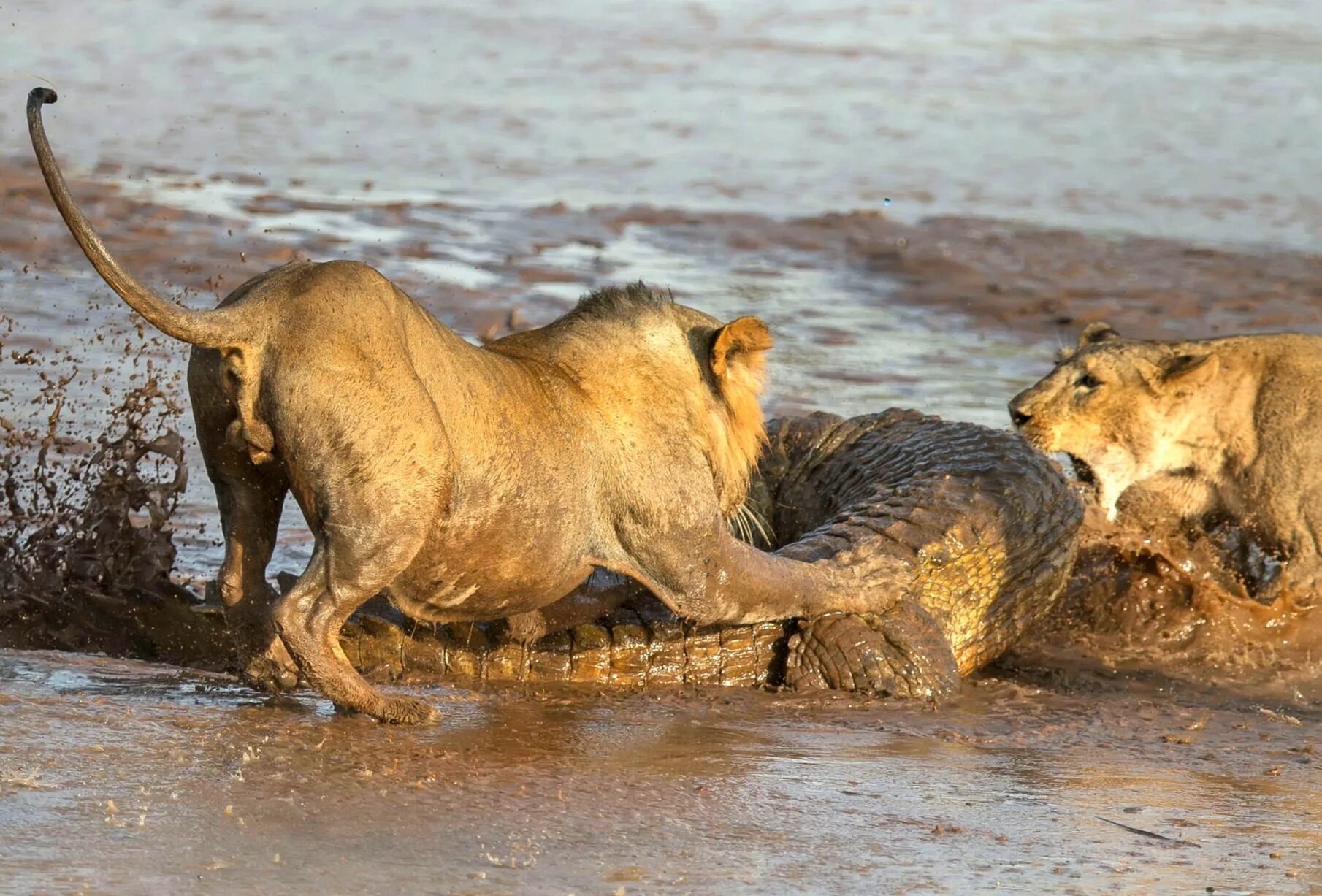 Two lions fight for pack supremacy as they claw at each other's eyes Female lion