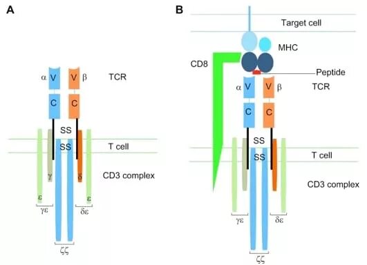 T cell receptor. Строение tcr и bcr рецепторов. схема строения tcr рецептора. т-клеточный рецептор tcr t-cell receptor. tcr рецептор строение.
