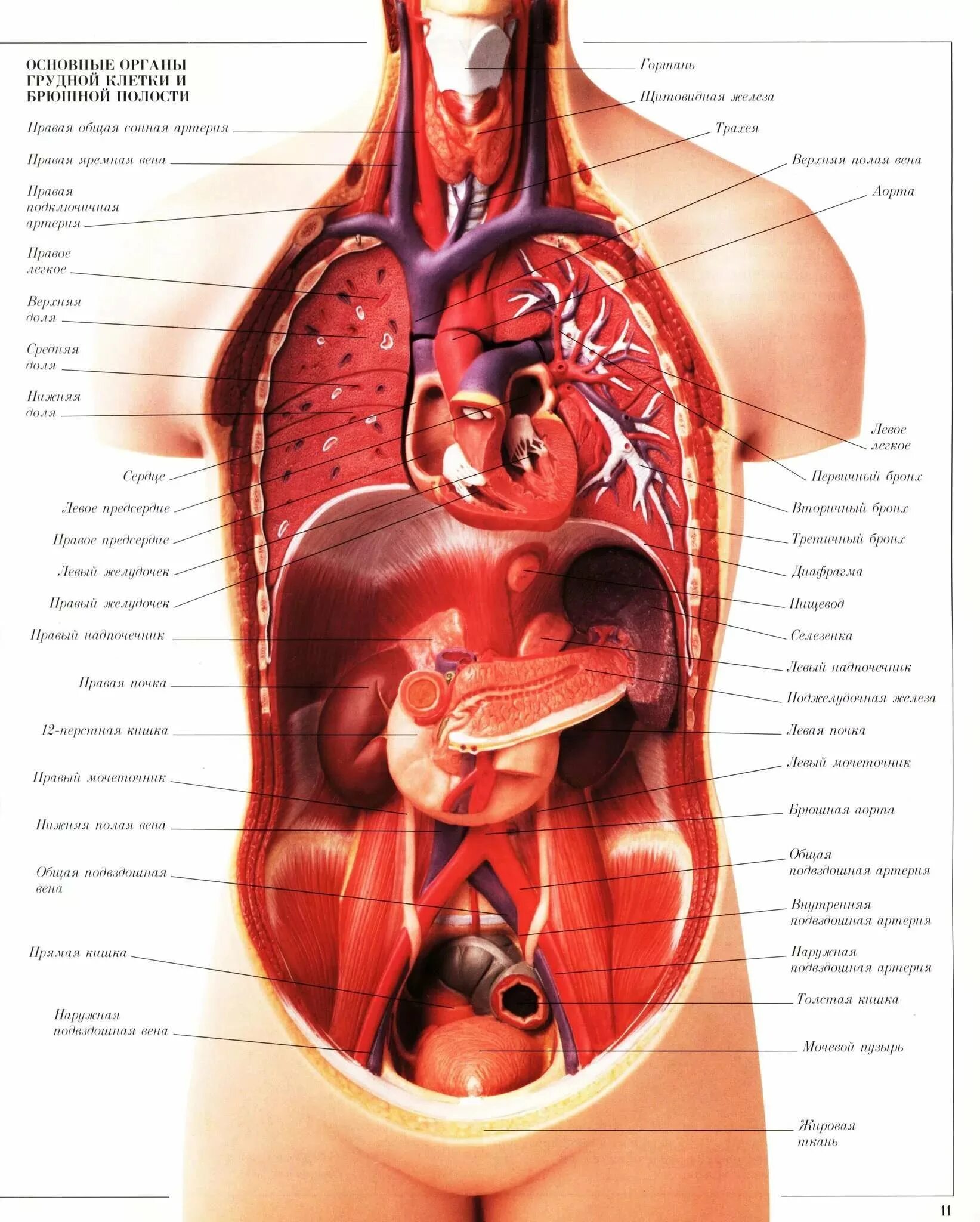 Органы человека и страны. Строение внутренних органов человека брюшная полость. Строение внутренних органов человека брюшная полость схема. Строение внутренних органов женщины брюшная полость схема. Анатомия человека внутренние органы брюшной полости женщины.