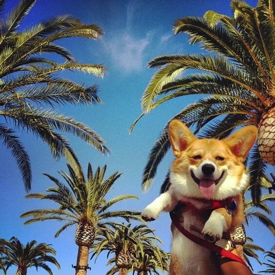 Лили собака пальма. Пальма порода собаки. Немецкая овчарка из фильма пальма. Собака пальма фото. Собака пальма.