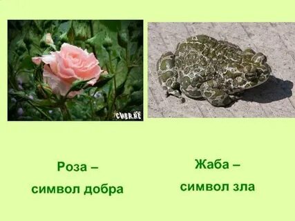 Сравнение жабы и розы