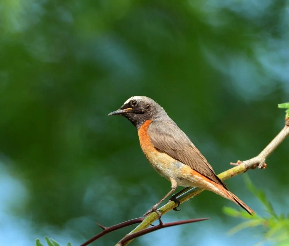 Певчие воробьиные вьюрковые. Чумчук куш. Певчие воробьиные. Певчая птица из воробьиных. Певчая овсянка.