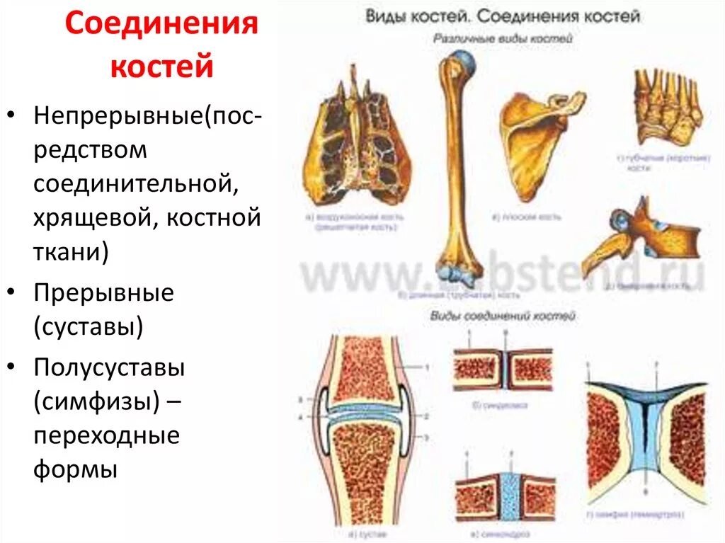 Типы соединения костей строение. Схема строения соединения костей. Типы соединения трубчатых костей. Классификация соединений костей скелета.