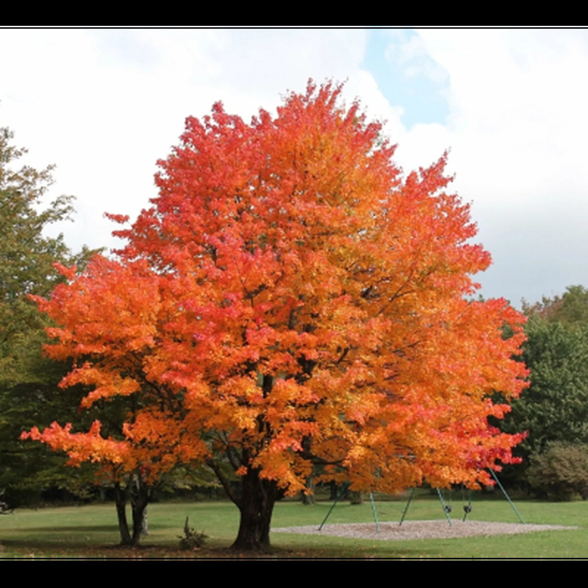 Осеннее дерево название. Клен сахарный — acer saccharum. клен канадский сахарный. клен дерево. derevo клен.
