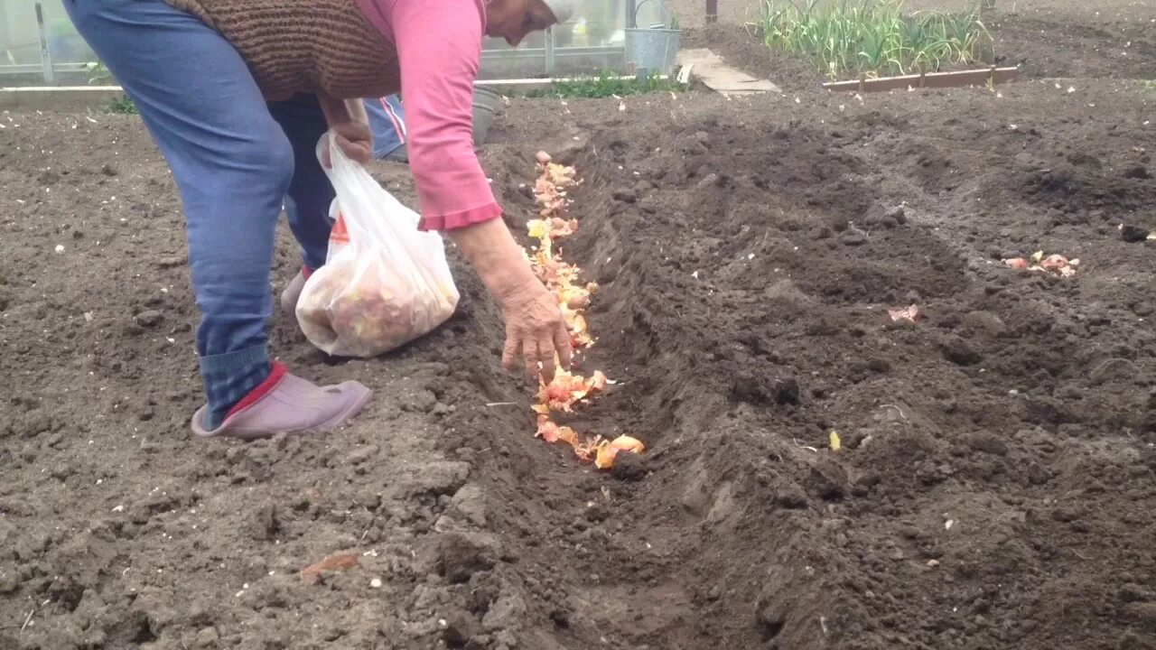 Как сажать картошку под лопату в грядки. Посадка картофеля. посадка картофеля на приусадебном участке. сажание картошки. садить картошку.