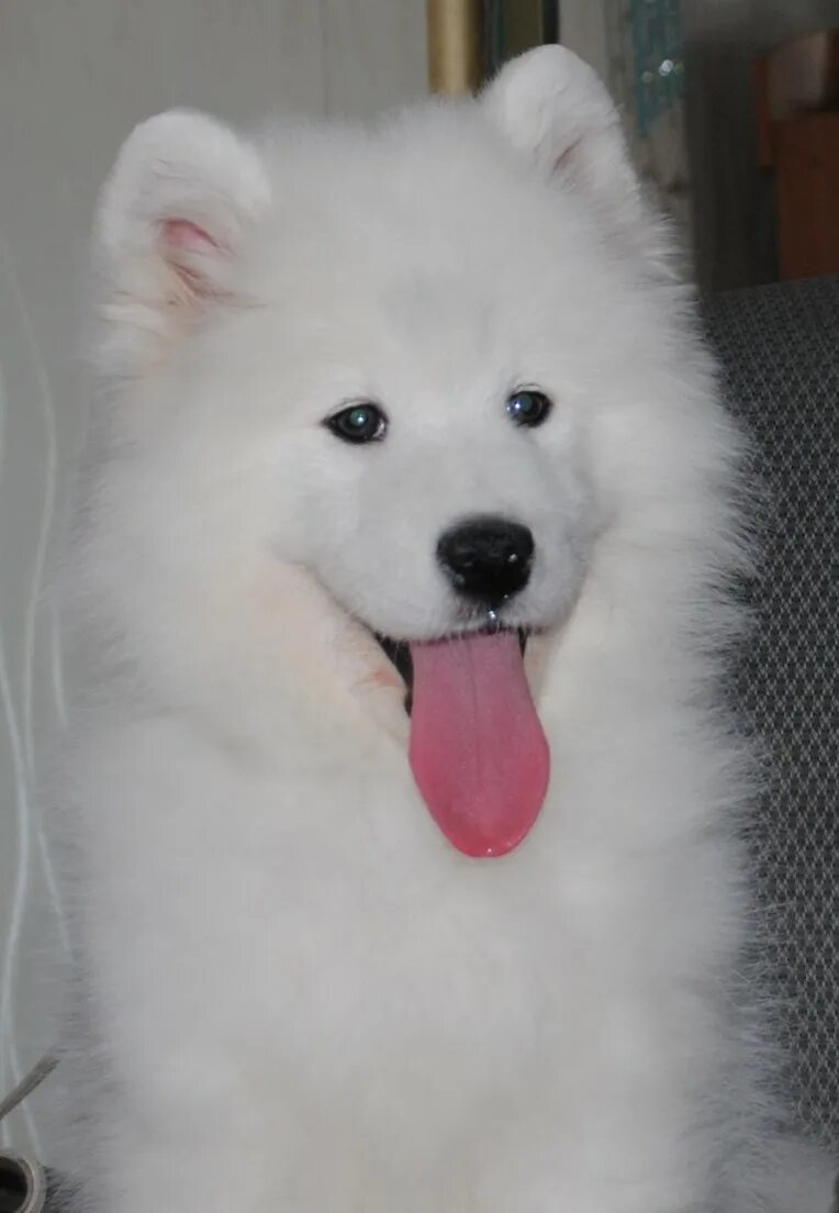 самоед щенок девочка. самоед кутенок. самоед кутенок. арктический шпиц самоед. самоедская лайка белая щенок 2 мес.