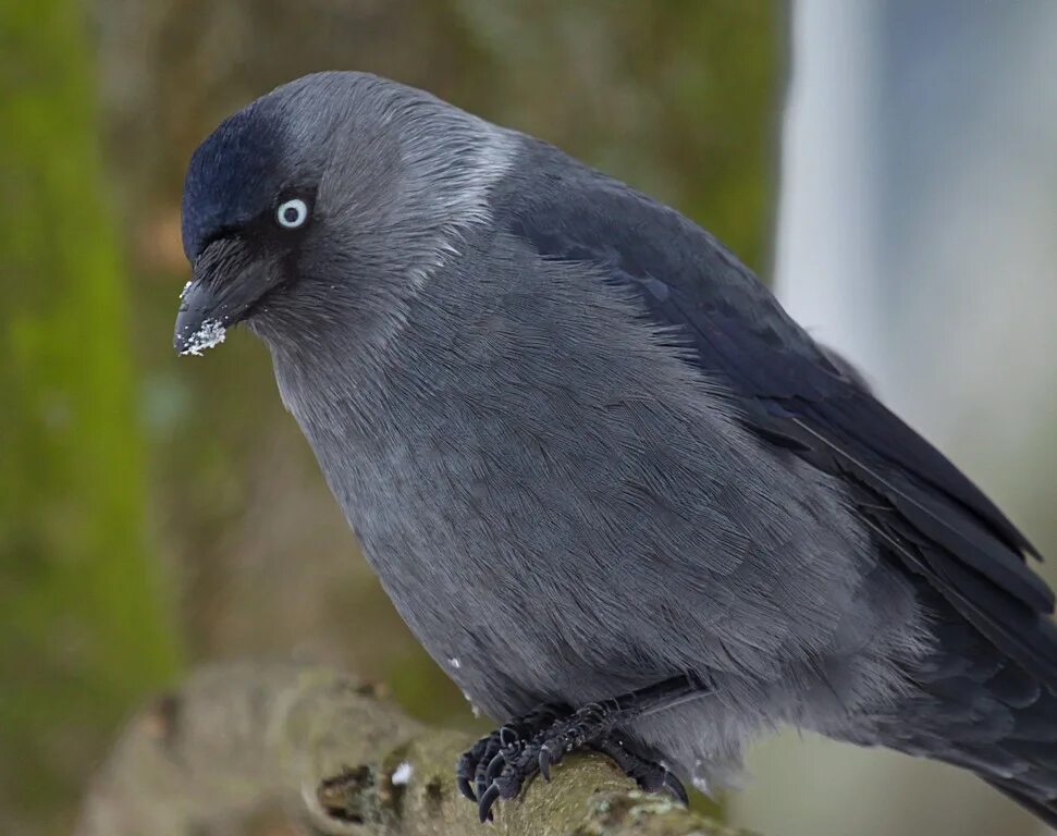 грач с грачатами. молодой ворон. серая ворона всеядная. врановые голубь. курильские вороны.